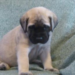 Bulldog and Mastiff Puppies from Rosehill Mastiffs & Bulldogs