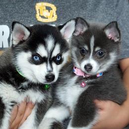 Pomsky, Rottweiler, Shetland Sheepdog, and Toy Shetland Sheepdog Puppies from Mountain High Kennels