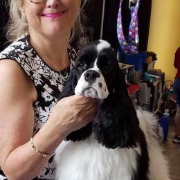 Cocker Spaniels from Dune Cockers