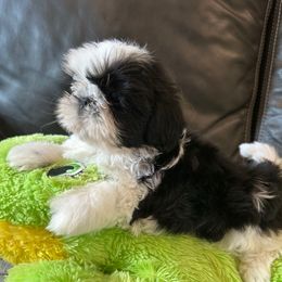 Puppy Boy 2 - Black gold and white male Shih Tzu puppy in Strafford, Missouri from Intuition Shih Tzu