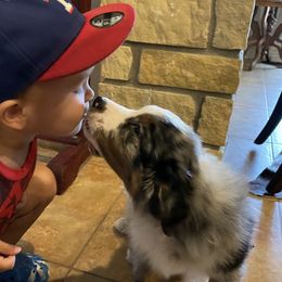 Australian Shepherds from Oak Island Australian Shepherds