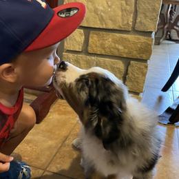 Australian Shepherds from Oak Island Australian Shepherds