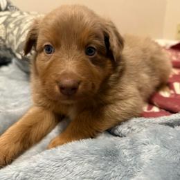 Charming - Red merle male Australian Shepherd puppy in East Hartford, Connecticut from CT Aussies