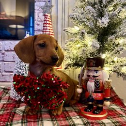 Molly - Red female Dachshund puppy in Sulphur Springs, Texas from Waggin Beach Paradise Doxies