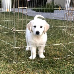 Golden Retriever Puppies from Gilded Golden retrievers
