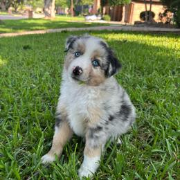 Atlas - Blue merle male Miniature Australian Shepherd puppy in North Richland Hills, Texas from Hailey's Miniature Australian Shepherds