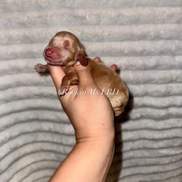 Slinky - Dapple male Dachshund puppy in Ceres, California from Rockin' M’s LilBitty Dachshunds (LBD)