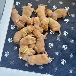 Wirehaired Vizsla Puppies from Cave Canis Kennels
