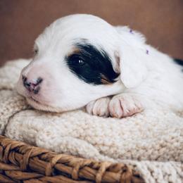 Purple Collar Florence - Black and white female Bernedoodle puppy in Camden, North Carolina from Fleury Farm Doodles NC
