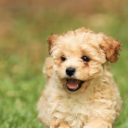 Poodle Puppies from Emerald Mini Poodles