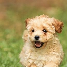 Poodle Puppies from Emerald Mini Poodles