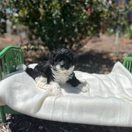 Jessie - Black and white female Cavapoo puppy in Thorndale, Texas from Hattie’s Texas Cavapoos