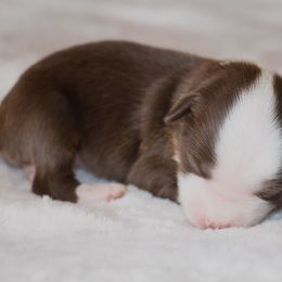 Miniature Australian Shepherd Puppies from Bellewynd Acres