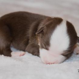 Miniature Australian Shepherd Puppies from Bellewynd Acres