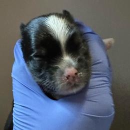 Pixie - Parti female Yorkshire Terrier puppy in Clarksville, Arkansas from K's Luxurious Yorkies