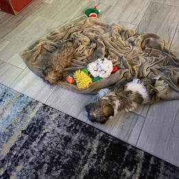 Shih Tzu Puppies from Dulces Cute Shih Tzus