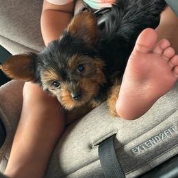 Barbie - Black and gold female Yorkshire Terrier puppy in Maple Heights, Ohio from Yorkiesllc