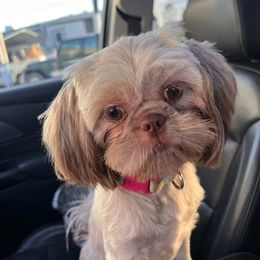Assorted Doodle Crosses, Aussiedoodle, Australian Shepherd, Long Haired Weimaraner, Shihpoo, and Shih Tzu Puppies from Rockiń N Kennel