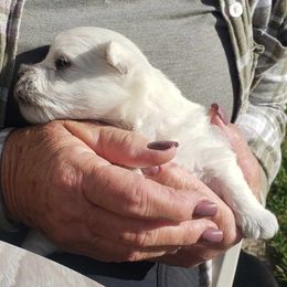 Jasmine - White female West Highland White Terrier puppy in Grand Junction, Colorado from Rocky Mountain High Kennels