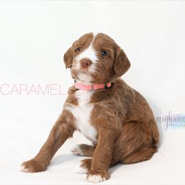 Australian Labradoodle Puppies from Providence Labradoodles