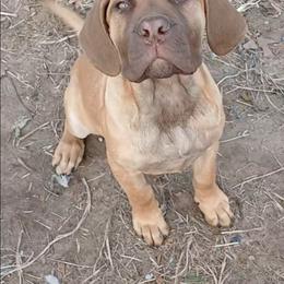 Red girl - Red female Boerboel puppy in Dowagiac, Michigan from Flanders Kennels LLC