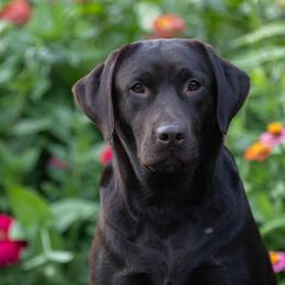 Labrador Retriever puppies from Puzzles Labradors