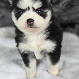 Mesa - Black and white female Pomsky puppy in Mc Callsburg, Iowa from SZ Rolling Acres LLC