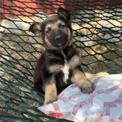 Lil Wilma - Black and tan female German Shepherd puppy in Whitewater, California from Vom Haus Metzler Shepherds
