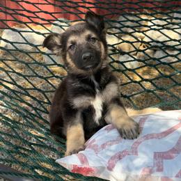 Lil Wilma - Black and tan female German Shepherd puppy in Whitewater, California from Vom Haus Metzler Shepherds