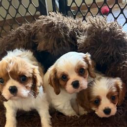 Kingston - Blenheim male Cavalier King Charles Spaniel puppy in Knoxville, Tennessee from Rocky Top Cavapoos