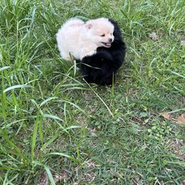 Pomeranian Puppies from Waters Poms