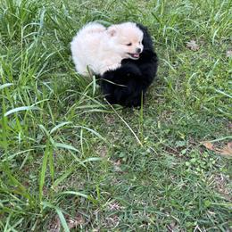 Pomeranian Puppies from Waters Poms