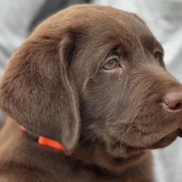 Boy 4 - Chocolate Labrador Retriever puppy in Hutto, Texas from Texas Bluebonnet Labs