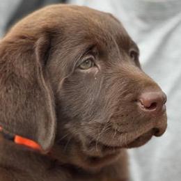 Boy 4 - Chocolate Labrador Retriever puppy in Hutto, Texas from Texas Bluebonnet Labs