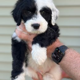 Green Collar Male - Black and white male Sheepadoodle puppy in Hilton, New York from Finger Lakes Doodles