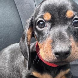 Dachshunds from Dachshund house