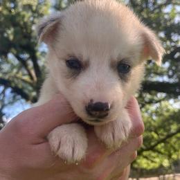 Biscuit - Sable and white male Siberian Husky puppy in College Station, Texas from Texas Siberian Husky Kennels (TSHK)