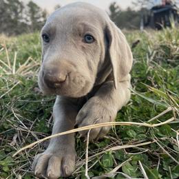 Pink Boy - Silver gray male Weimaraner puppy in Granite Falls, North Carolina from Pups and Pastures- Weimaraners