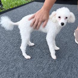 Rosie (toy poodle) - White female Poodle puppy in Southfield, Michigan from Standard Hearts