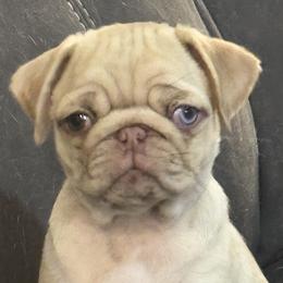 Dalmatians and Pugs from Tiff’s Dalmatian Plantation