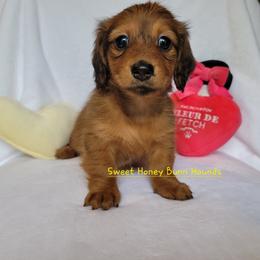 Companion Cross and Dachshund Puppies from Sweet Honey Bunn Hounds