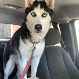 Arlee - Siberian Husky