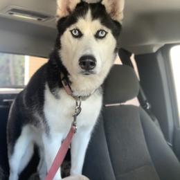 Arlee - Siberian Husky