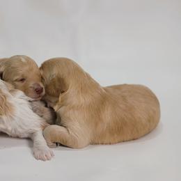 Porsche - Apricot female Goldendoodle puppy in Pleasant Grove, Utah from Canterbury Canines