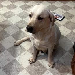 Katie - Labrador Retriever
