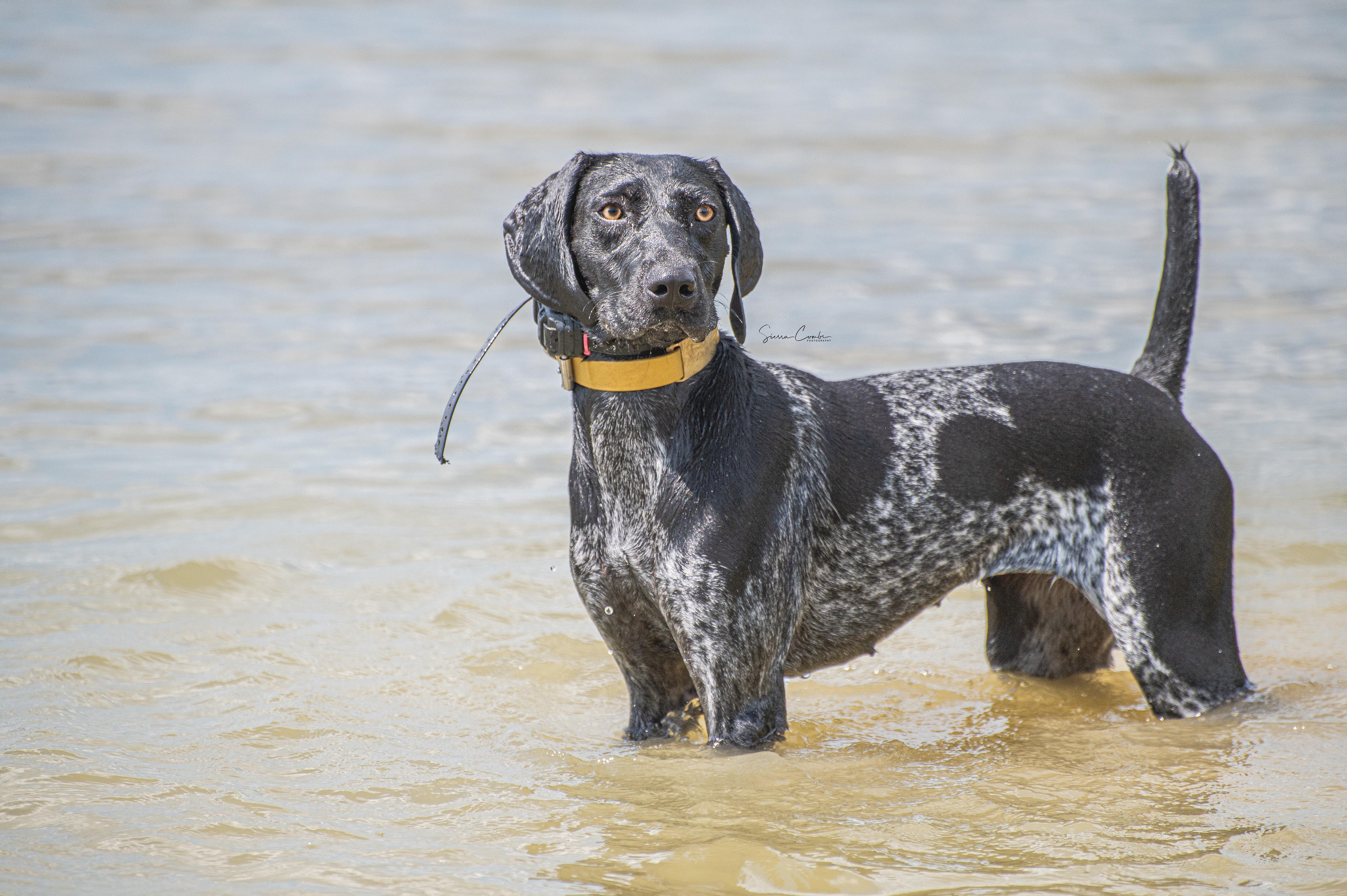 UKC CH Nosam's Riptoes Rage JH NAIII BCAT