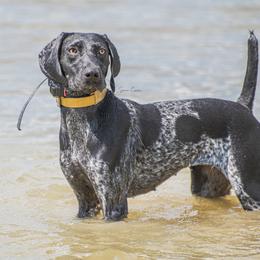Rage - German Shorthaired Pointer