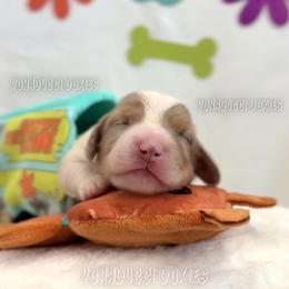Scrappy-Doo - Dapple male Dachshund puppy in Chandler, Arizona from Vonaducci Doxies, LLC.