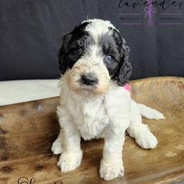 Sangria - Black and white female Cockapoo puppy in Mancelona, Michigan from Lavender poodles & doodles