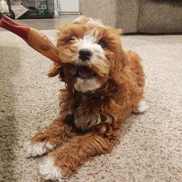 Cavapoo Puppies from SunnySide Mini Doodles